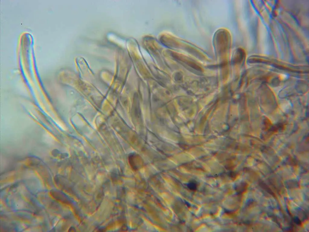 Microscopía de Trametes ectypa - 17 - Cutícula agua